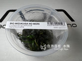 ADA 鋸齒太郎 Hygrophila pinnatifida IC202